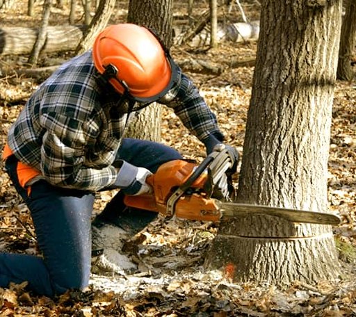 Tree Removal in Rochelle, VA